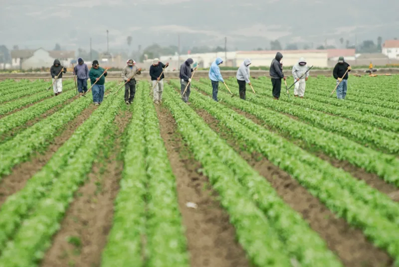 Migrant farmworkers in a field